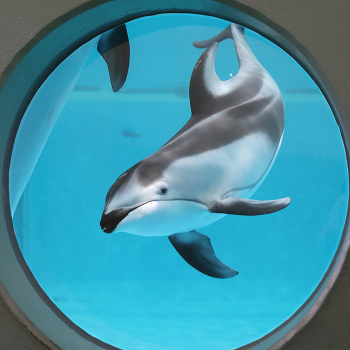 青森県営浅虫水族館