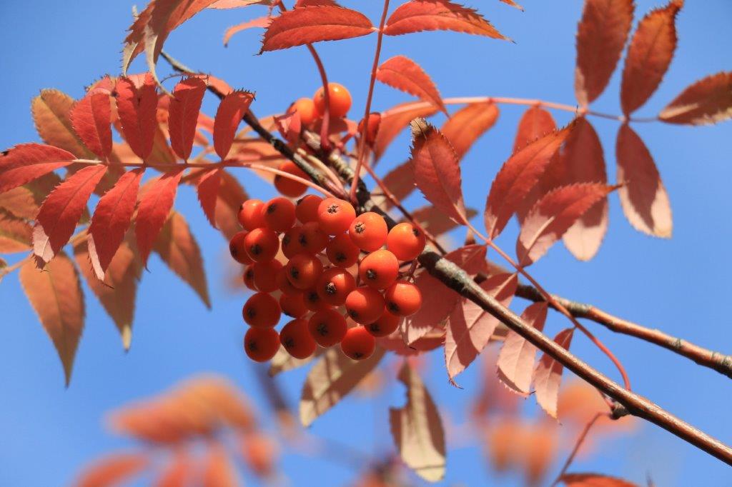 年版 いろは坂 観光 ドライブ 紅葉 の見どころやおすすめの時期 アクセスは みちくさガイド