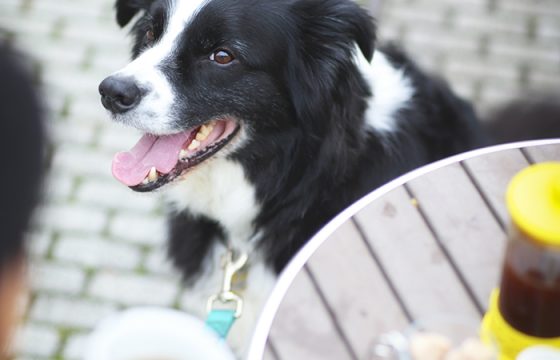 輕輕井澤推薦的7家寵物友善咖啡廳與餐廳