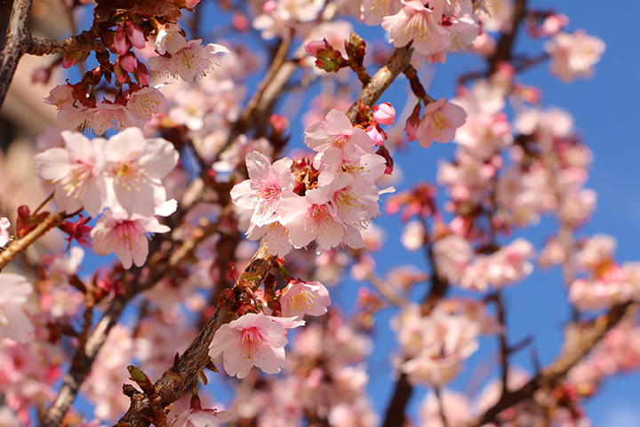 21年版 早咲きのあたみ桜を楽しむ 開花時期 名所を紹介 みちくさガイド