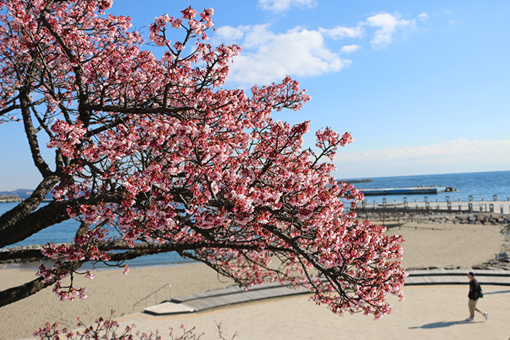 21年版 早咲きのあたみ桜を楽しむ 開花時期 名所を紹介 みちくさガイド