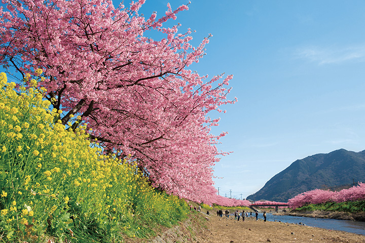 河津 桜 伊豆 ピクチャー ニュース