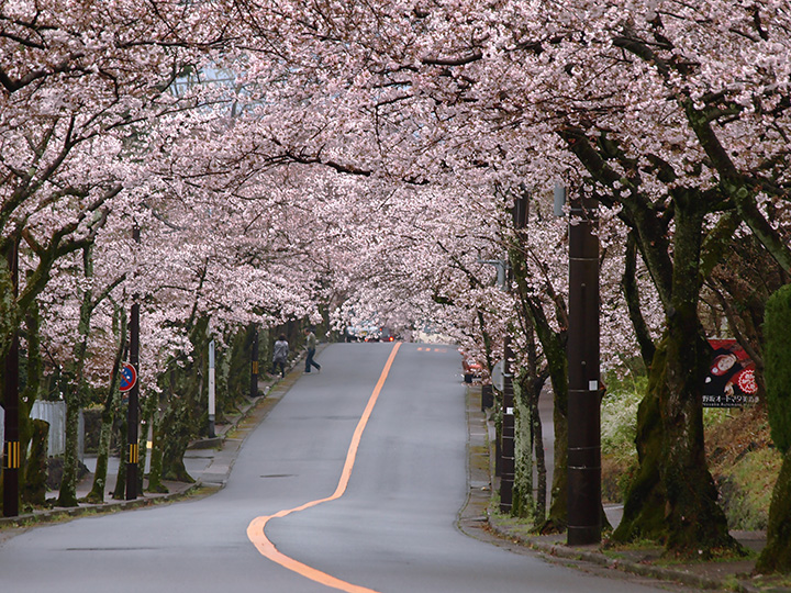 21年版 伊東エリアで春の花巡り 桜やツツジ 藤の名所 見頃をご紹介 みちくさガイド