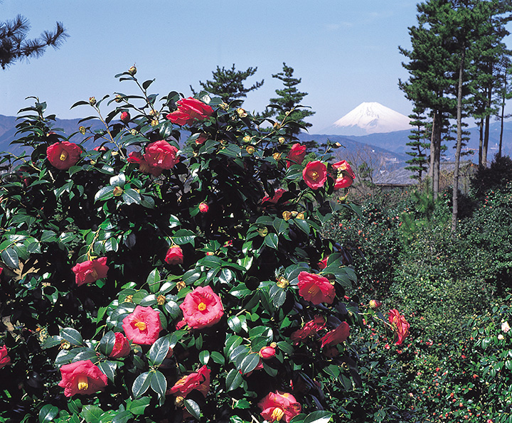 1,000 種山茶花以不同的顏色和形狀讓您愉悅