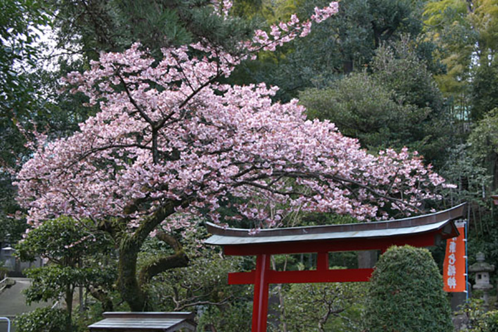 21年版 伊東エリアで春の花巡り 桜やツツジ 藤の名所 見頃をご紹介 みちくさガイド