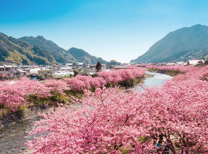 21年版 伊東エリアで春の花巡り 桜やツツジ 藤の名所 見頃をご紹介 みちくさガイド