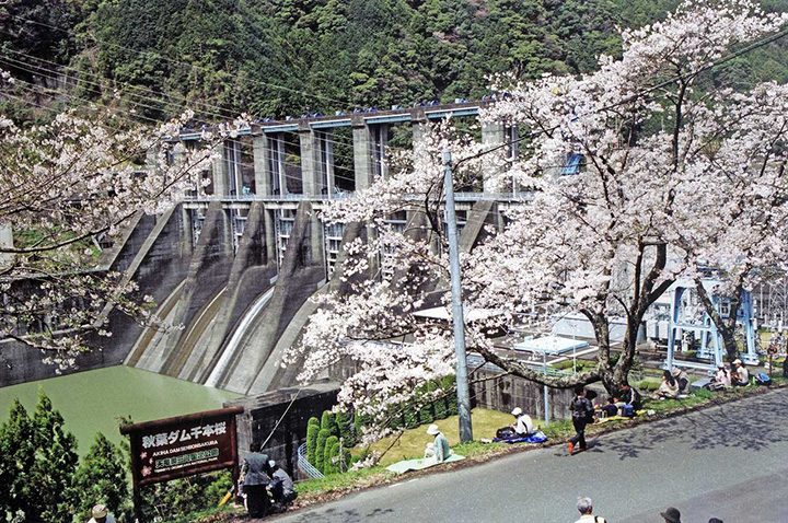 櫻花的顏色、水面和周圍的綠色都很受歡迎。