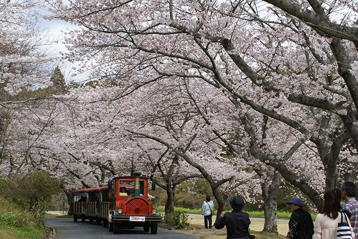 23年版 浜松の桜の名所9選 見頃や桜まつり情報をご紹介 みちくさガイド