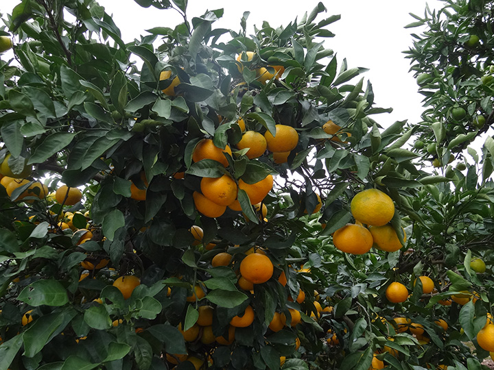來自「戶倉花園」的橘子，生長得很豐富
