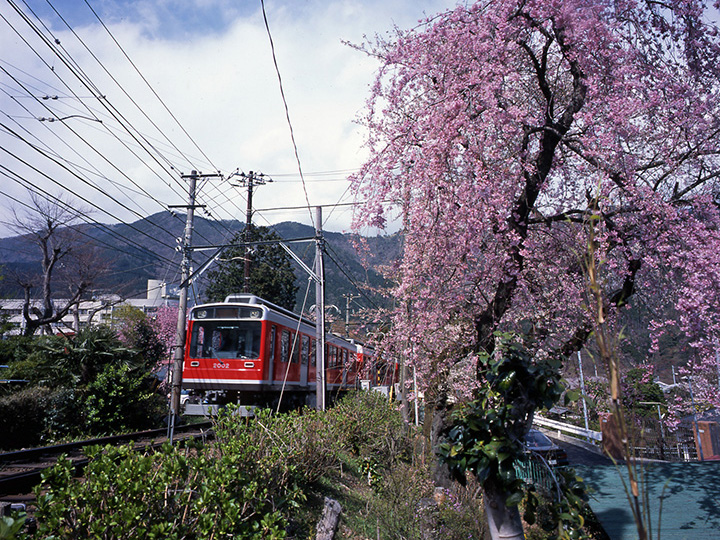 照片由箱根市立志向規劃與觀光部旅遊科提供