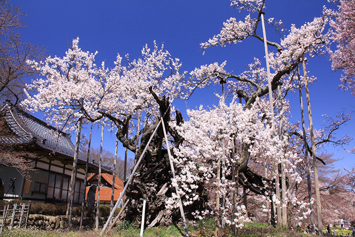 21年版 八ヶ岳 清里 小淵沢エリアでおすすめの桜の名所6選 みちくさガイド