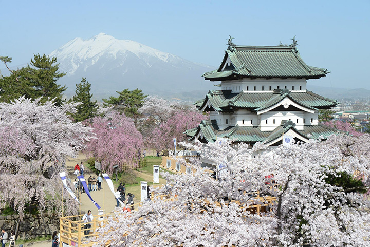 22年版 青森の桜はg W が見頃 弘前城などの花見スポット イベントをご紹介 みちくさガイド