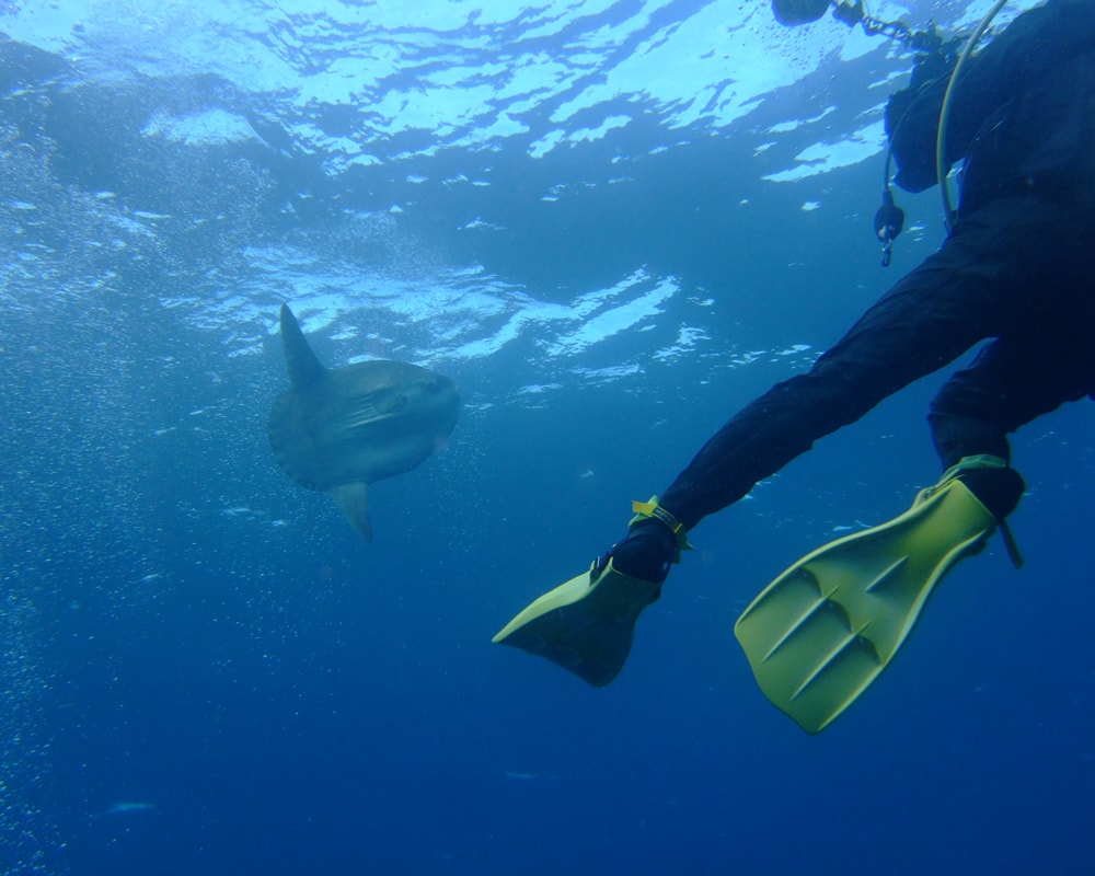 還可以遇見翻車魚悠閒地游來游去。