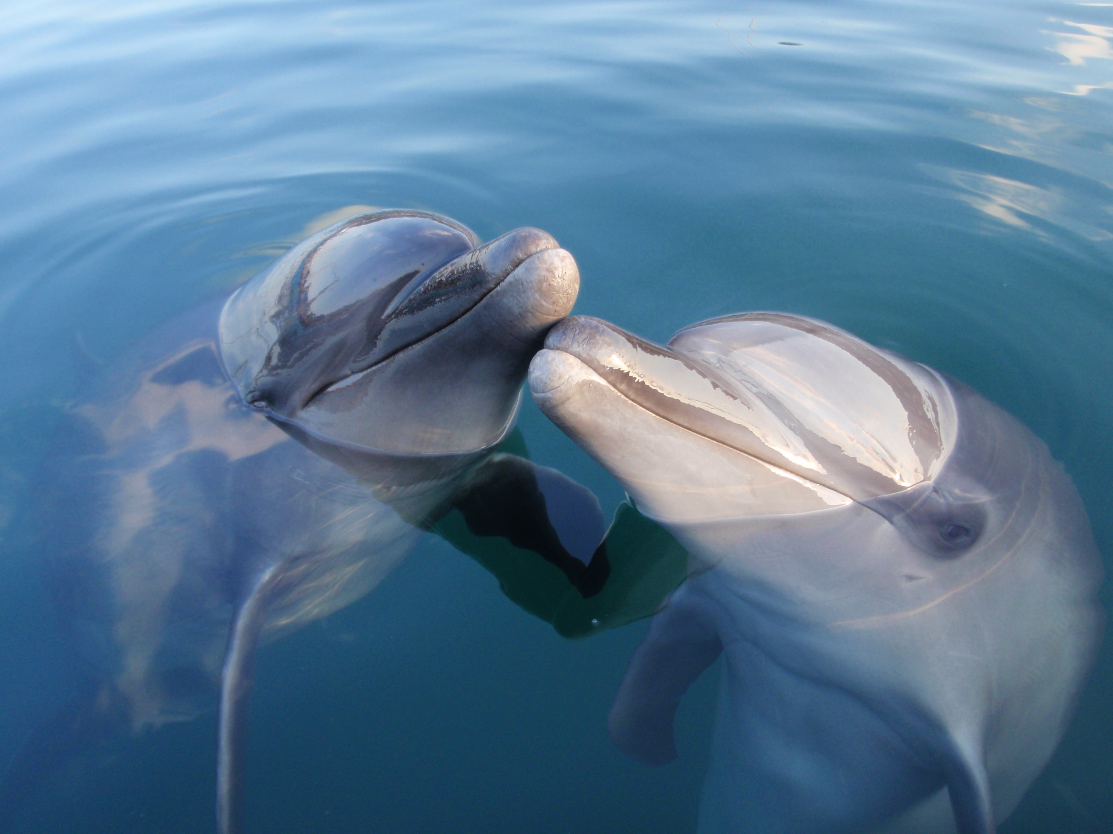 Experience the wonders of nature in Izu and Ito! 7 recommended