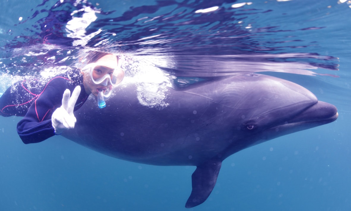 海豚與寬吻海豚一起游泳