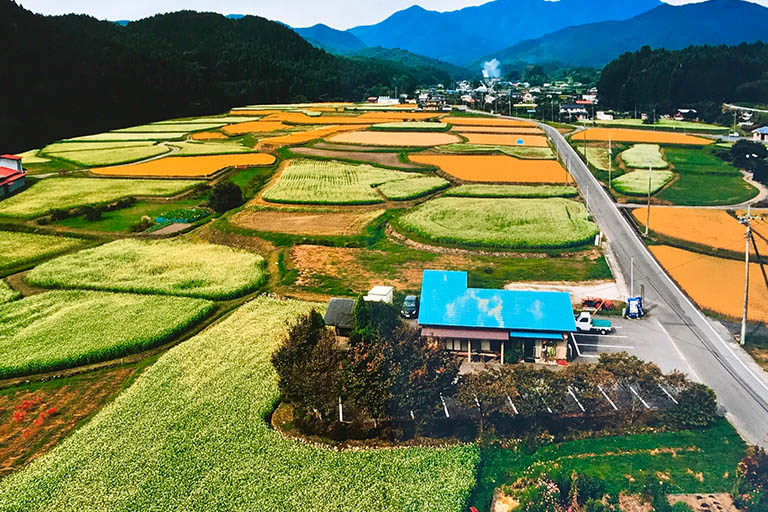 秋天，這裡被蕎麥麵和金黃的米飯的白色花朵所包圍