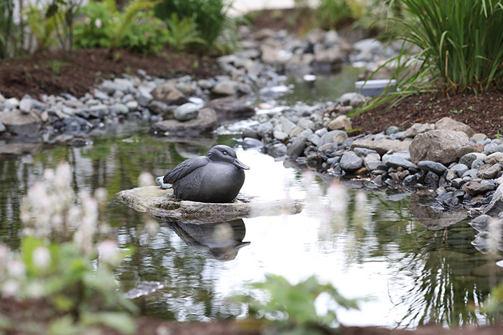 瀕危物種「小鴨子」的對象