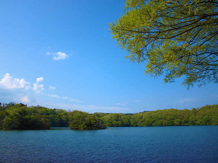 （照片由伊豆半島地質公園振興協議會提供）