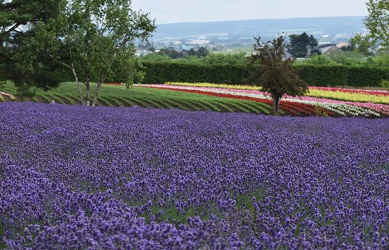 【2025年版】在富良野的薰衣草之路上走