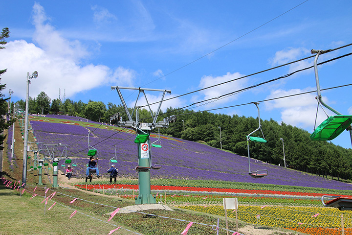 薰衣草盛開季節運行的觀光纜車