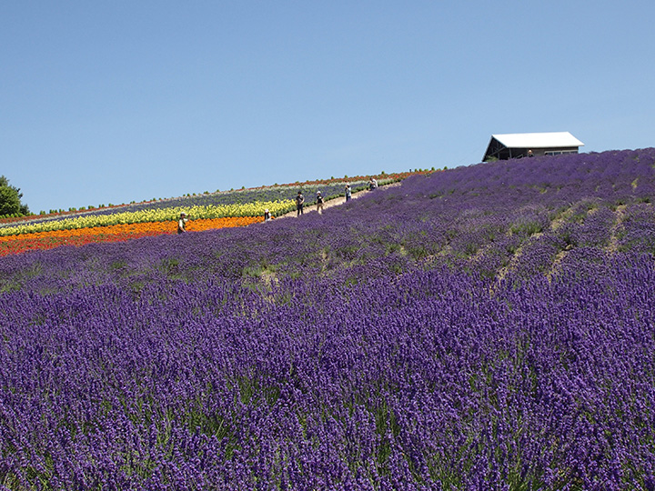 「菅野農場」的薰衣草田