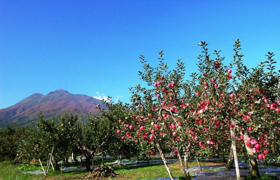 查看弘前四季的氣溫和服裝