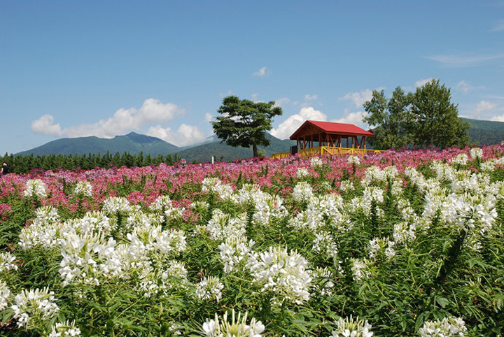 建在開滿鮮花的山丘上的觀景台