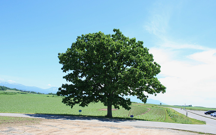 一棵在廣闊的田野中脫穎而出的樹