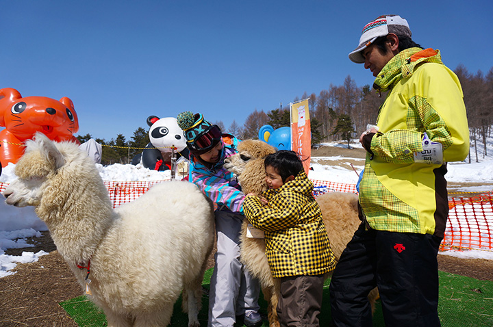 孩子們對可愛的羊駝感到高興