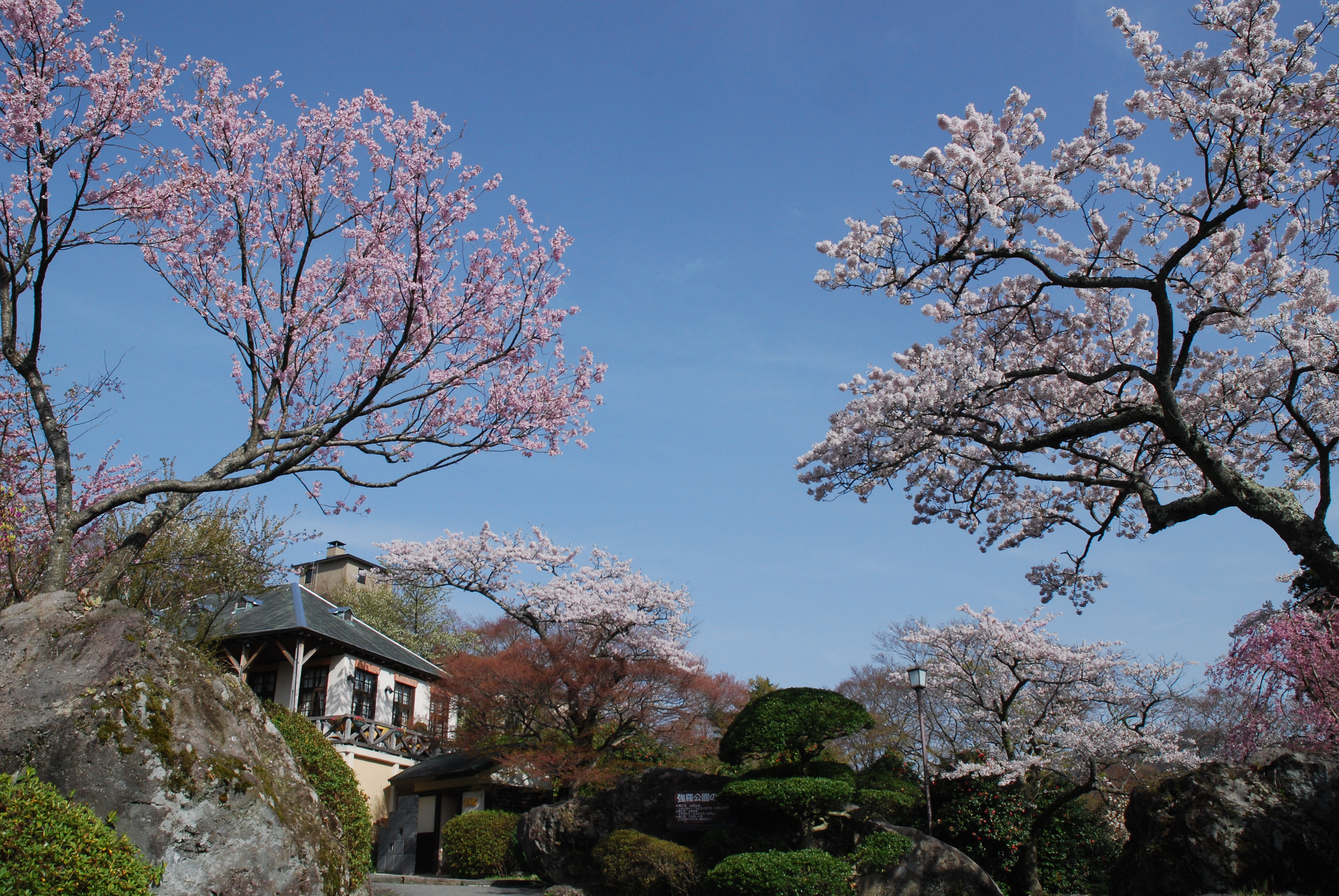 年版 春の箱根を彩る桜の名所 見頃をご紹介 みちくさガイド