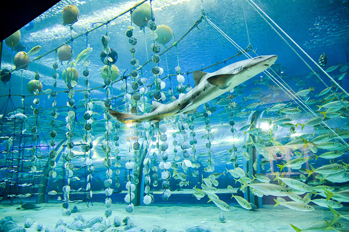 介紹「陸奧灣海」中人們的生活與自然的共存