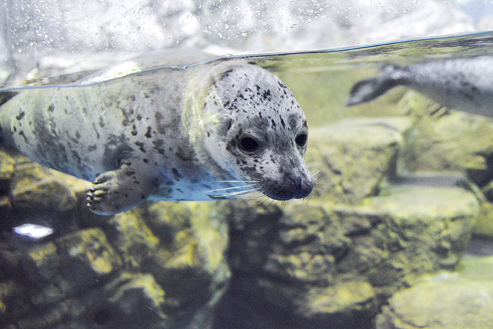 表情可愛的芝麻海豹