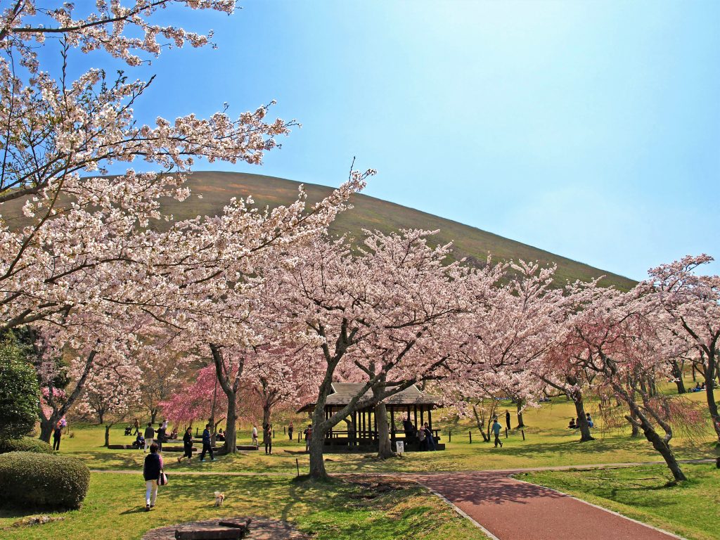 21年版 伊東エリアで春の花巡り 桜やツツジ 藤の名所 見頃をご紹介 みちくさガイド