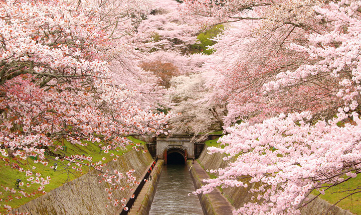 Cherry trees along the Lake Biwa Waterway (Photo: Biwako Otsu Tourist Association)