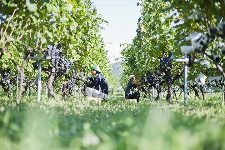 公司自有田地面積約為2公頃。 種植甲州、麝香貝利A等約10種