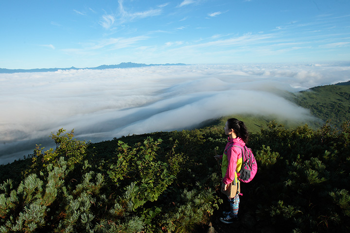 除了風景之外，還可以看到許多高山植物