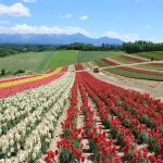 富良野、美影Tomamu必訪的8大景點