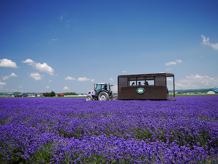  A tour bus pulled by a lavender-colored tractor (photo courtesy of Farm Tomita)