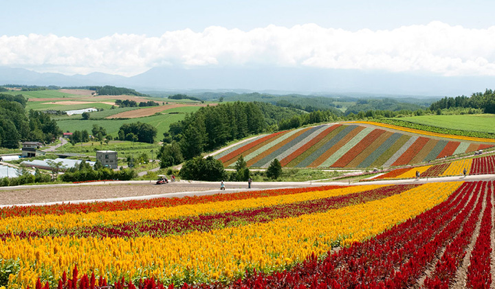  Flower fields and hills in stripes of different colors