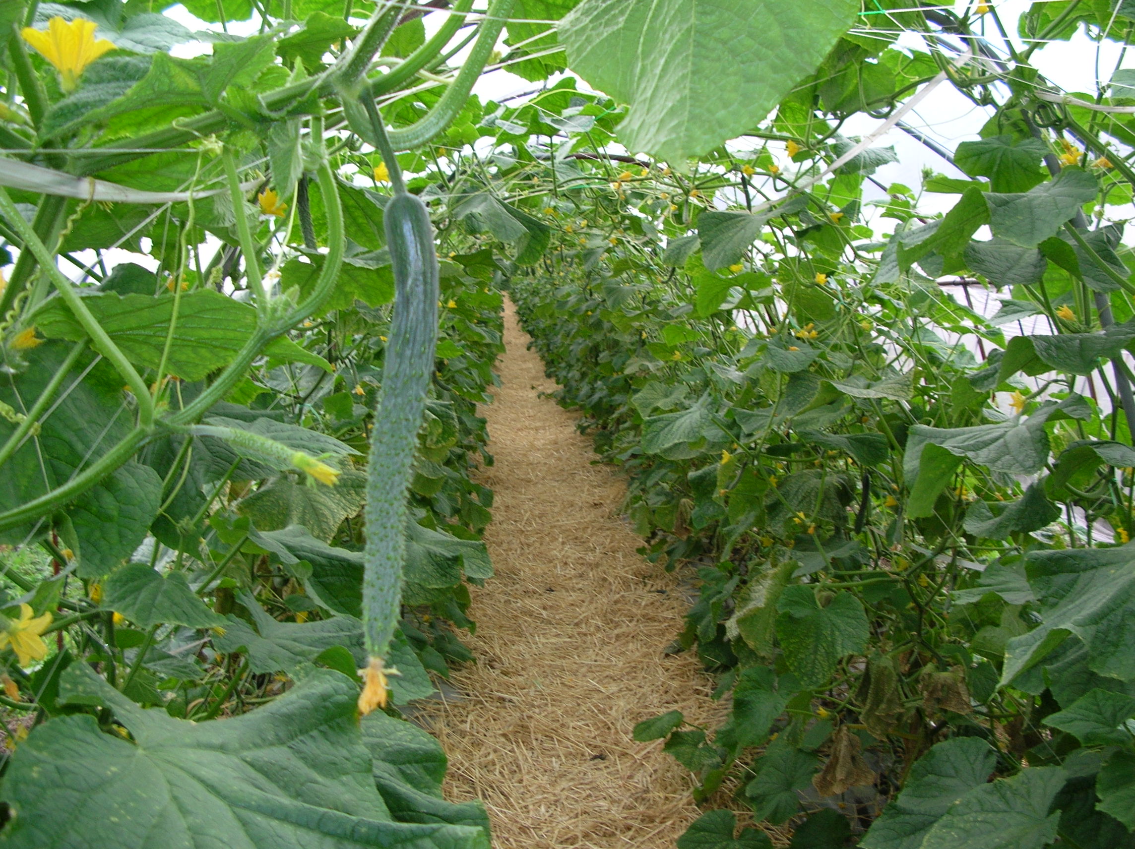 您可以品嚐到新鮮採摘的黃瓜的新鮮感