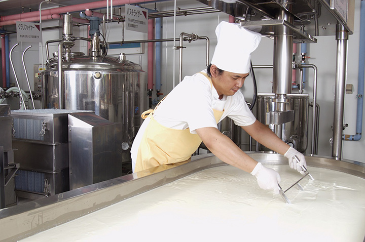 在乳酪生產室切割乳酪的工作場景