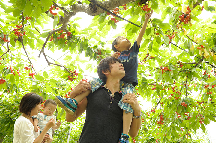 櫻桃美味的關鍵是選擇深色水果。