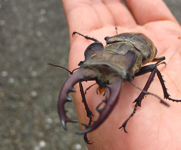 在昆蟲採集之旅中捕獲的美山鍬形甲蟲