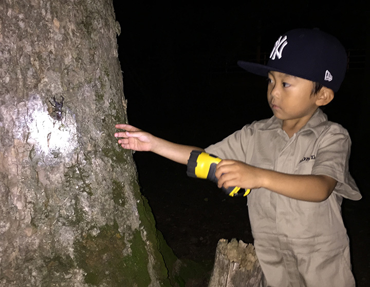在鍬形甲蟲收集中，大人和孩子一起分享興奮。