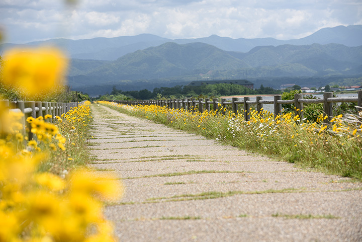 湖的東側有一條自行車道