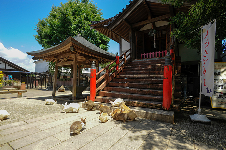 供奉在「兔子廣場」的「月兔神社」