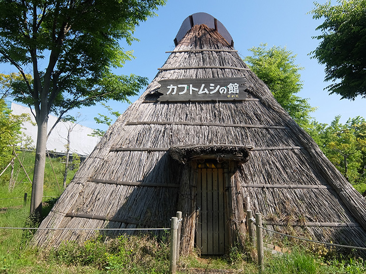 夏天，在「甲蟲屋」可以看到許多甲蟲