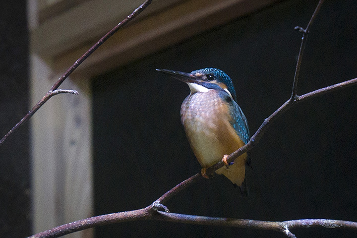 翠鳥也是設施。 如果時機掌握得好，你還能看到釣到小魚的瞬間