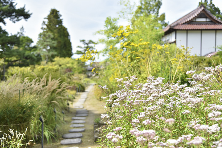 藥草園兩旁種滿了藤場和大江石等植物