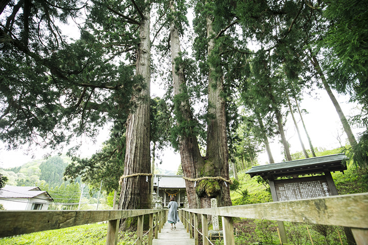 樹幹一分為二，將枝葉高高地展開到天空。